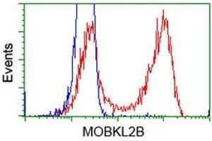 Flow Cytometry (FACS) image for anti-MOB Kinase Activator 3B (MOB3B) antibody (ABIN1499534) (MOBKL2B anticorps)