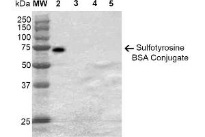 Western Blot analysis of Sulfotyrosine-BSA Conjugate showing detection of 67 kDa Sulfotyrosine-BSA using Mouse Anti-Sulfotyrosine Monoclonal Antibody, Clone 7C5 . (Sulfotyrosine anticorps  (FITC))