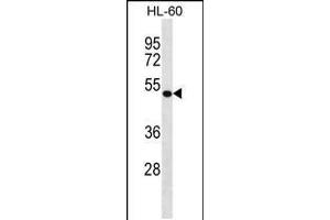 Western blot analysis in HL-60 cell line lysates (35ug/lane). (DBNL anticorps  (C-Term))