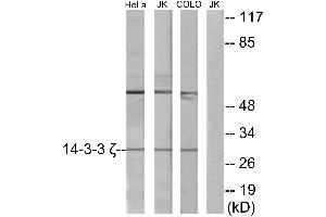 Western blot analysis of extracts from HeLa cells, Jurkat cells and COLO cells, using 14-3-3 ζ antibody. (14-3-3 zeta anticorps)