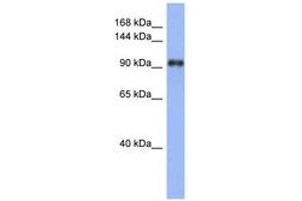 LARP1 anticorps  (AA 107-156)