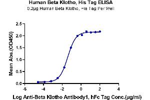 ELISA image for Klotho beta (KLB) protein (His tag) (ABIN7275092)