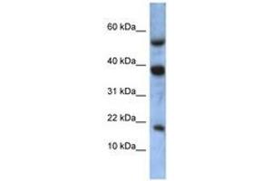 Image no. 1 for anti-Ataxin 7-Like 1 (ATXN7L1) (AA 35-84) antibody (ABIN6741343) (ATXN7L1 anticorps  (AA 35-84))