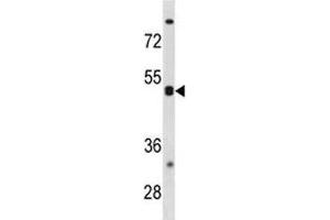 CXCR5 antibody western blot analysis in K562 lysate. (CXCR5 anticorps  (AA 1-30))