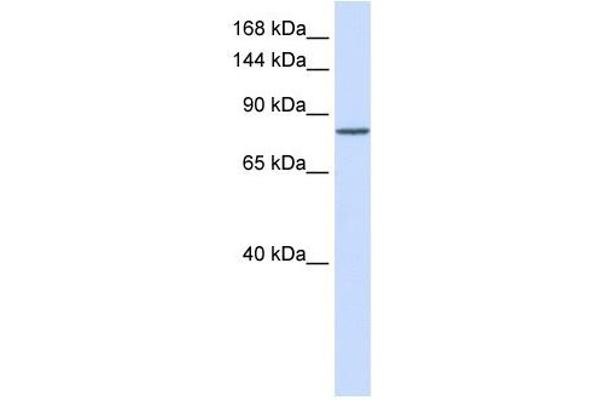 PCDHAC1 anticorps  (N-Term)