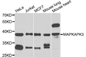 Western blot analysis of extracts of various cell lines, using MAPKAPK3 antibody. (MAPKAP Kinase 3 anticorps)