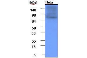 Western Blotting (WB) image for anti-Heat Shock Protein 90kDa alpha (Cytosolic), Class A Member 1 (HSP90AA1) (AA 1-732), (N-Term) antibody (ABIN317533) (HSP90AA1 anticorps  (N-Term))