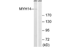 Western blot analysis of extracts from 293 cells, using MYH14 antibody. (Myosin anticorps  (Internal Region))