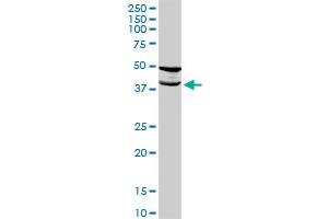 TMOD2 MaxPab rabbit polyclonal antibody. (TMOD2 anticorps  (AA 1-351))