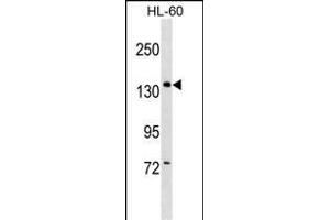 PWP2 Antibody (Center) (ABIN1538500 and ABIN2849062) western blot analysis in HL-60 cell line lysates (35 μg/lane). (PWP2 anticorps  (AA 567-596))
