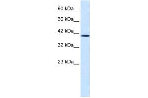 WB Suggested Anti-NUCB2 Antibody Titration: 1. (NUCB2 anticorps  (Middle Region))