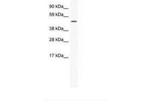 Image no. 1 for anti-Sp1 Transcription Factor (SP1) (AA 347-396) antibody (ABIN202597) (SP1 anticorps  (AA 347-396))