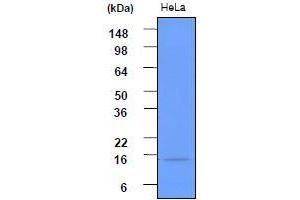 Western Blotting (WB) image for anti-ISG15 Ubiquitin-Like Modifier (ISG15) (AA 1-157), (N-Term) antibody (ABIN317538) (ISG15 anticorps  (N-Term))