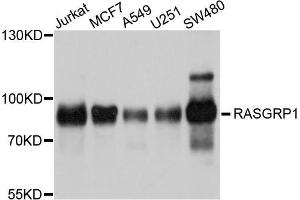 Western blot analysis of extracts of various cell lines, using RASGRP1 antibody (ABIN5998666) at 1/1000 dilution. (RASGRP1 anticorps)