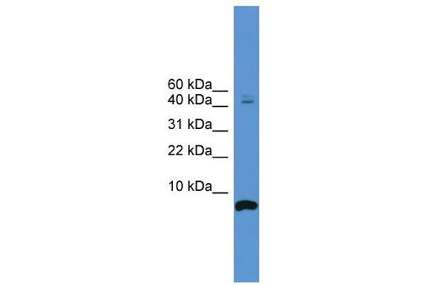 CORT anticorps  (N-Term)