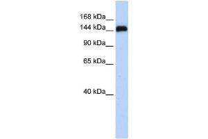Western Blotting (WB) image for anti-Gse1 coiled-coil protein (GSE1) antibody (ABIN2459851) (GSE1/KIAA0182 anticorps)