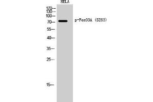Western Blotting (WB) image for anti-Forkhead Box O3 (FOXO3) (pSer253) antibody (ABIN5958400) (FOXO3 anticorps  (pSer253))