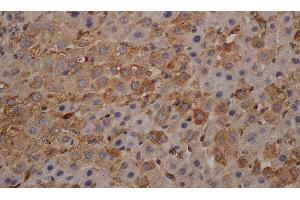 Immunohistochemistry of paraffin-embedded mouse liver using alpha Tubulin Monoclonal Antibody at dilution of 1:200 (alpha Tubulin anticorps)