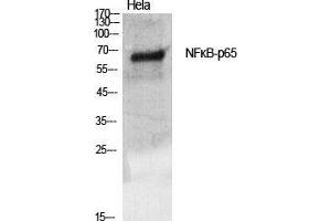 Western Blot (WB) analysis of specific cells using NFkappaB-p65 Polyclonal Antibody. (NF-kB p65 anticorps  (Thr735))