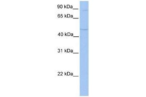 TMTC2 antibody used at 1 ug/ml to detect target protein. (TMTC2 anticorps  (N-Term))