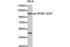 Western Blotting (WB) image for anti-Nuclear Factor of kappa Light Polypeptide Gene Enhancer in B-Cells 1 (NFKB1) (pSer337) antibody (ABIN1870464) (NFKB1 anticorps  (pSer337))