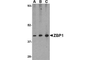 Western Blotting (WB) image for anti-Z-DNA Binding Protein 1 (ZBP1) (C-Term) antibody (ABIN1030809) (ZBP1 anticorps  (C-Term))