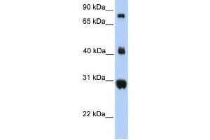 Western Blotting (WB) image for anti-Fibrinogen C Domain Containing 1 (FIBCD1) antibody (ABIN2459362) (FIBCD1 anticorps)