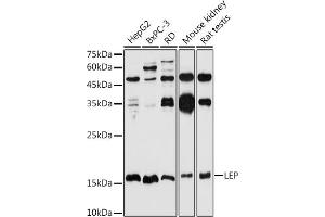 Western blot analysis of extracts of various cell lines, using LEP antibody (ABIN1513150, ABIN3021883, ABIN3021885 and ABIN6216821) at 1:1000 dilution. (Leptin anticorps  (AA 22-167))