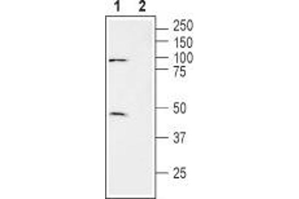 SLC7A11 anticorps  (3rd Extracellular Loop)