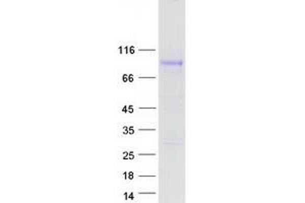 GPR149 Protein (Myc-DYKDDDDK Tag)