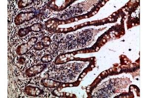 Immunohistochemical analysis of paraffin-embedded human-small-intestine, antibody was diluted at 1:200. (GREM2 anticorps  (AA 71-120))