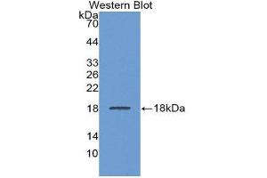 Western Blotting (WB) image for anti-Lecithin-Cholesterol Acyltransferase (LCAT) (AA 290-433) antibody (ABIN1859625) (LCAT anticorps  (AA 290-433))