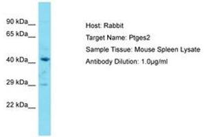 Image no. 1 for anti-Prostaglandin E Synthase 2 (PTGES2) (AA 281-330) antibody (ABIN6750284) (PTGES2 anticorps  (AA 281-330))