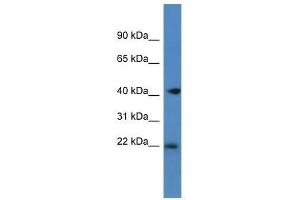 Western Blot showing Pa2g4 antibody used at a concentration of 1. (PA2G4 anticorps  (C-Term))