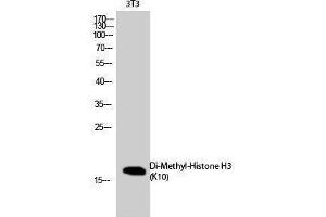 Western Blotting (WB) image for anti-Histone 3 (H3) (2meLys10) antibody (ABIN3188004) (Histone 3 anticorps  (2meLys10))