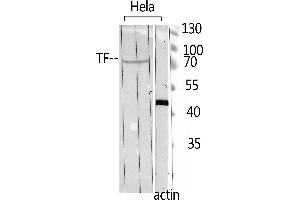 Western Blot analysis of hela using TF Polyclonal Antibody. (Transferrin anticorps  (C-Term))