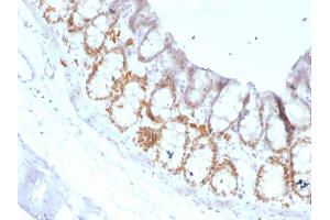 Formalin-fixed, paraffin-embedded Rat Colon stained with FOXA1 Monoclonal Antibody (FOXA1/1519). (FOXA1 anticorps  (AA 372-472))