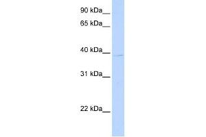 LOC650515 antibody used at 0. (ALG1L3P anticorps  (C-Term))