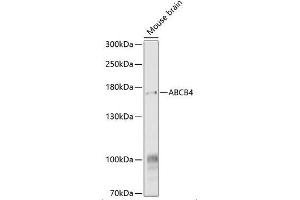 Western Blot analysis of ABCA4 expression in Mouse Brain using ABIN6136350 (ABCB4 anticorps  (AA 1-110))