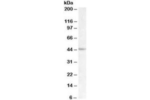 Western blot testing of Daudi lysate with LHX2 antibody at 1ug/ml. (LHX2 anticorps)