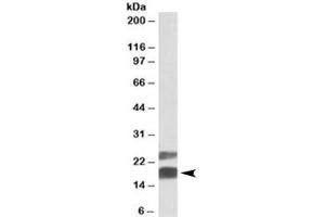 Western blot testing of mouse testis lysate with CIRBP antibody at 0. (CIRBP anticorps)