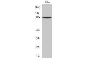 Western Blotting (WB) image for anti-Syndecan 1 (SDC1) (Internal Region) antibody (ABIN3183735) (Syndecan 1 anticorps  (Internal Region))