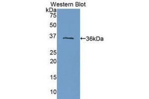 Western Blotting (WB) image for anti-Fms-Related tyrosine Kinase 1 (VEGFR1) (FLT1) (AA 27-328) antibody (ABIN1718304) (FLT1 anticorps  (AA 27-328))