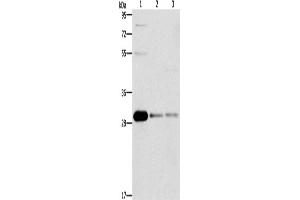 Western Blotting (WB) image for anti-B-Cell CLL/lymphoma 10 (BCL10) antibody (ABIN2429610) (BCL10 anticorps)