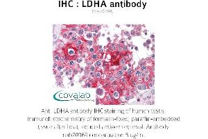 Image no. 1 for anti-Lactate Dehydrogenase A (LDHA) antibody (ABIN1724372) (Lactate Dehydrogenase A anticorps)