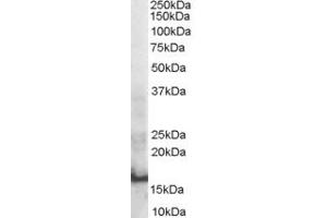 Western Blotting (WB) image for anti-SH2 Domain Containing 1A (SH2D1A) (Internal Region) antibody (ABIN2466265) (SH2D1A anticorps  (Internal Region))
