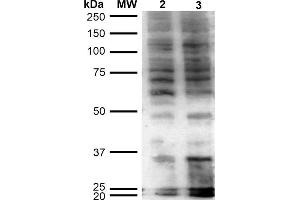 Western Blot analysis of Human Cervical Cancer cell line (HeLa) showing detection of Hexanoyl-Lysine adduct-BSA using Mouse Anti-Hexanoyl-Lysine adduct Monoclonal Antibody, Clone 5D9 . (Hexanoyl-Lysine Adduct (HEL) anticorps (APC))