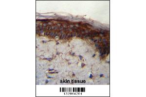 LRRC37B Antibody immunohistochemistry analysis in formalin fixed and paraffin embedded human skin tissue followed by peroxidase conjugation of the secondary antibody and DAB staining. (LRRC37B anticorps  (C-Term))