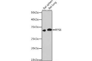 Western blot analysis of extracts of various cell lines using RPS6 Polyclonal Antibody at dilution of 1:1000. (RPS6 anticorps)