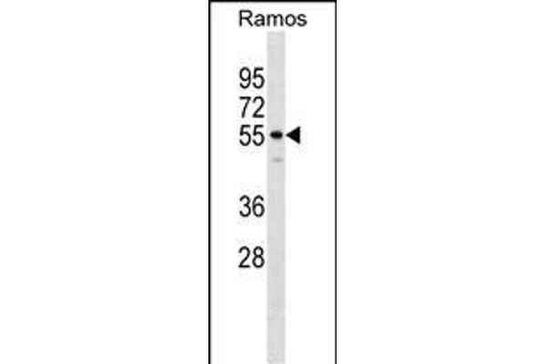 IQCB1 anticorps  (AA 384-411)